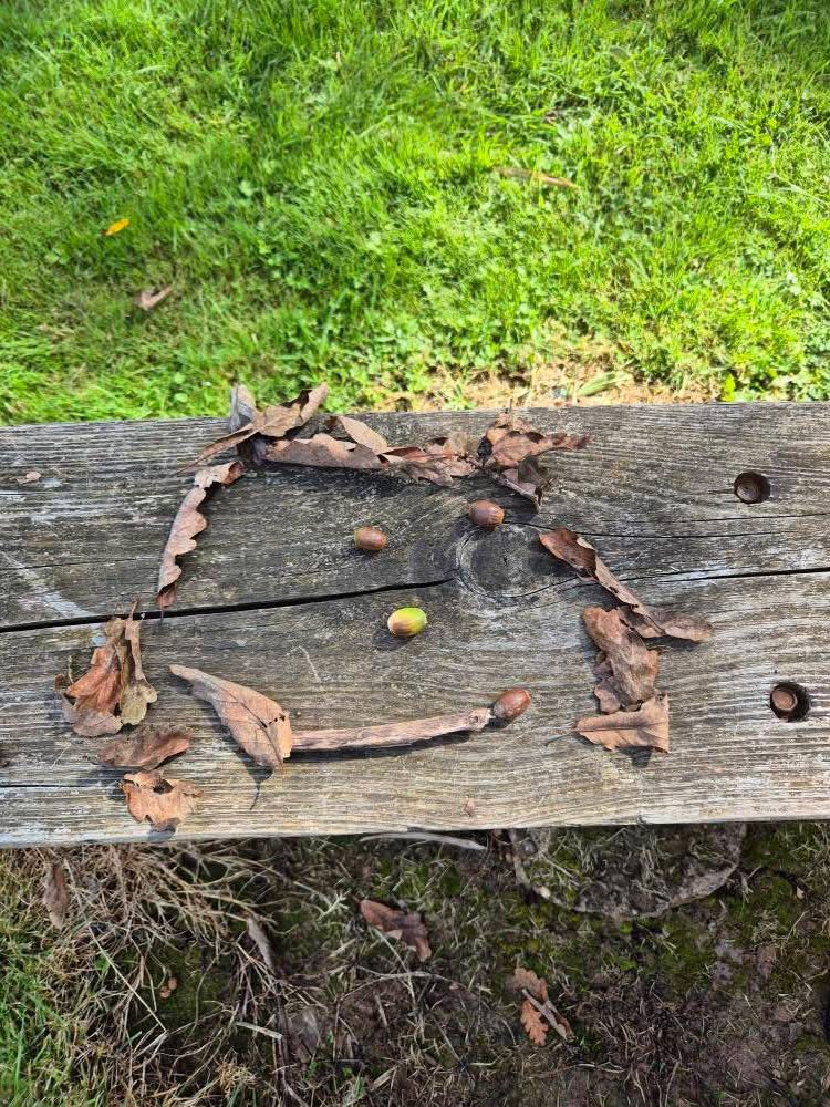 Model made of sticks and acorns.
