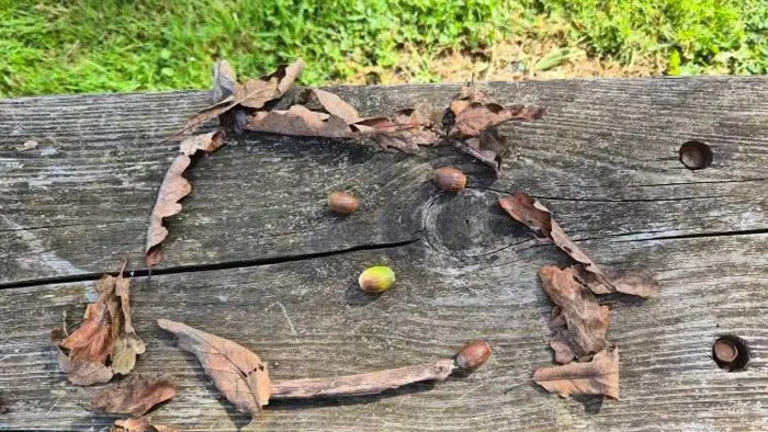 Model made of sticks and acorns.