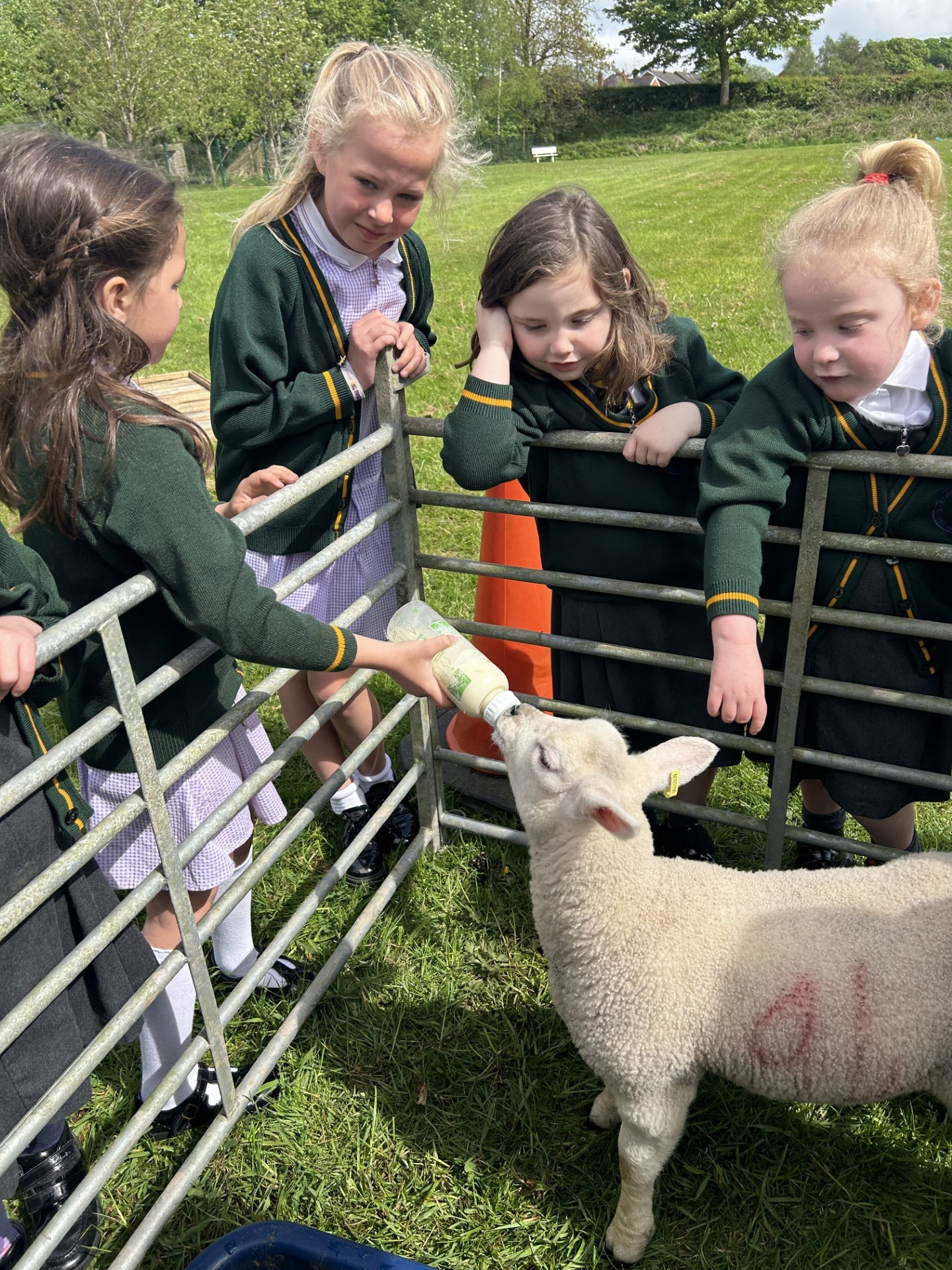Four children feeding a lamb.