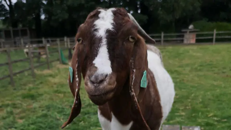 A goat at Dilhorne Endowed CE Primary School's farm.