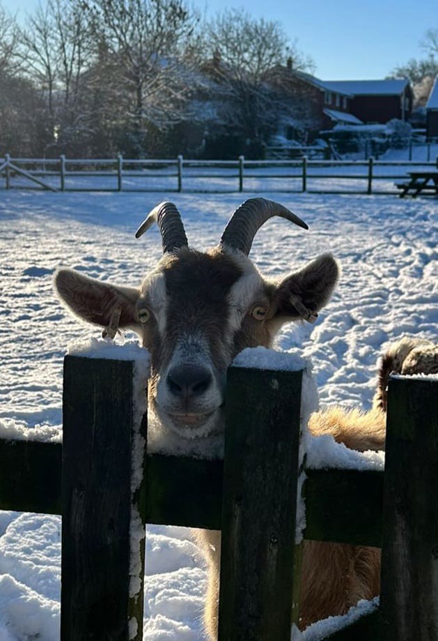 A goat peering through the fence at the school farm site.