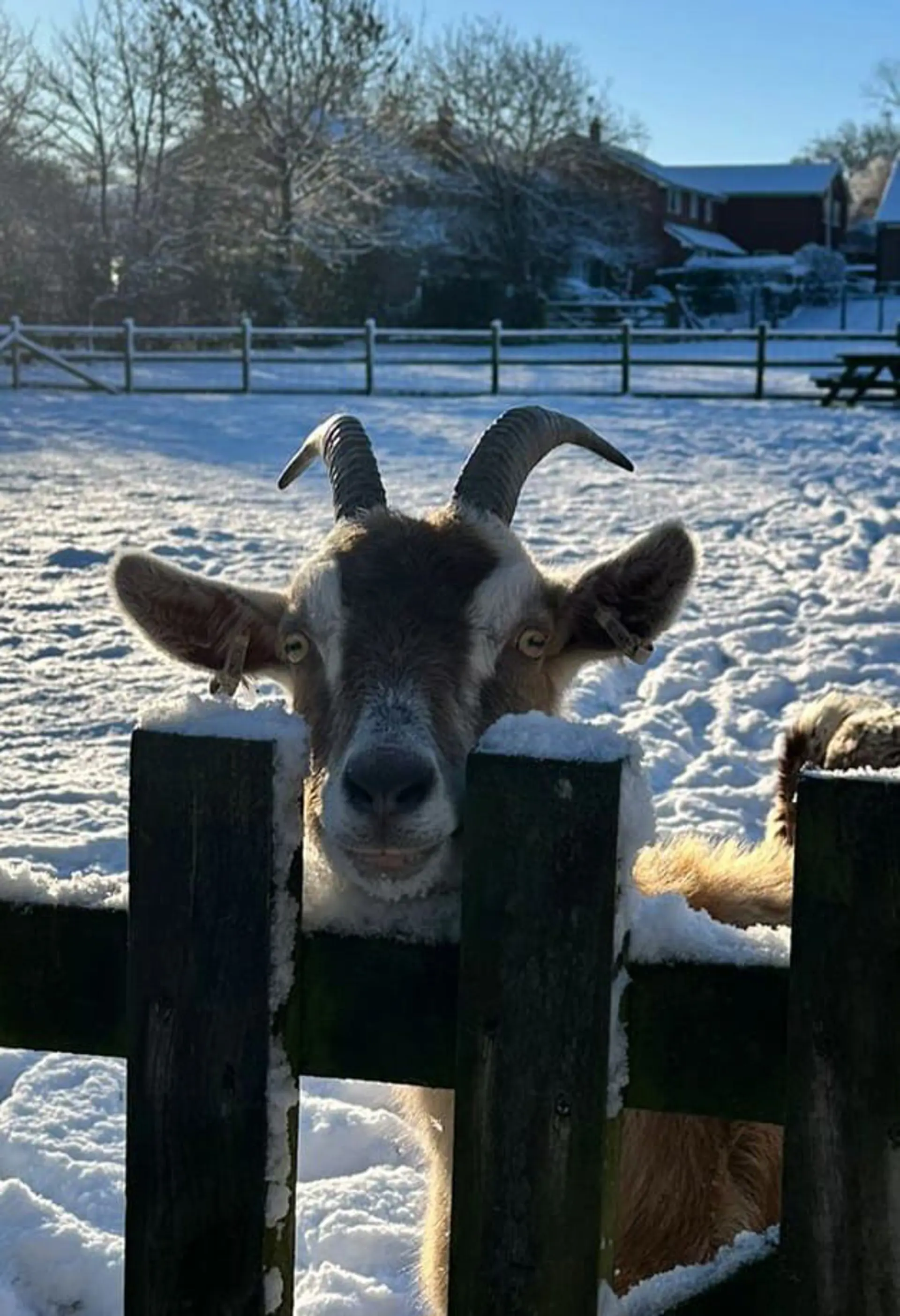 A goat peering through the fence at the school farm site.