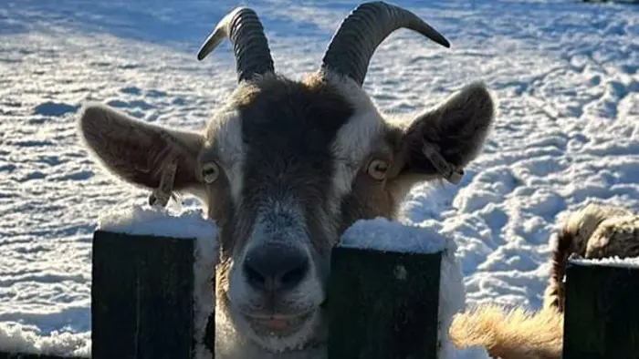 A goat peering through the fence at the school farm site.